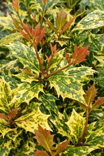 Османтус різнолистий Гошікі|Osmanthus heterophyllus Goshiki|Османтус разнолистный Гошики